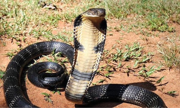 Chuyện rắn ở Nam bộ và huyền thoại về “rắn thần”